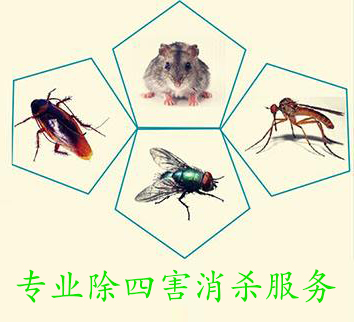 專業滅鼠公司分享滅鼠方法